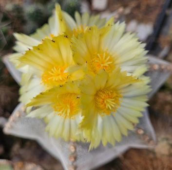 Astrophytum myriostigma 5 rippig